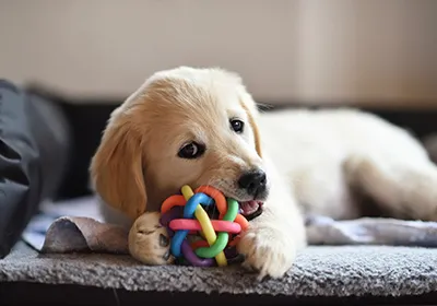 7 behaviours to look out for in a new puppy
