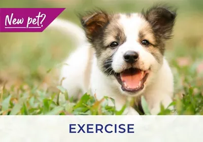 Kirkcaldy vets discuss exercising your puppy and kitten