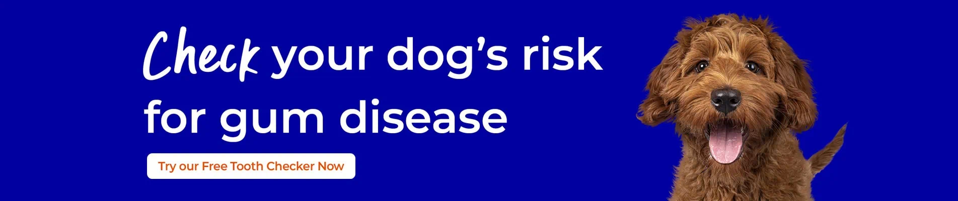 Pet Dental Care in Fife