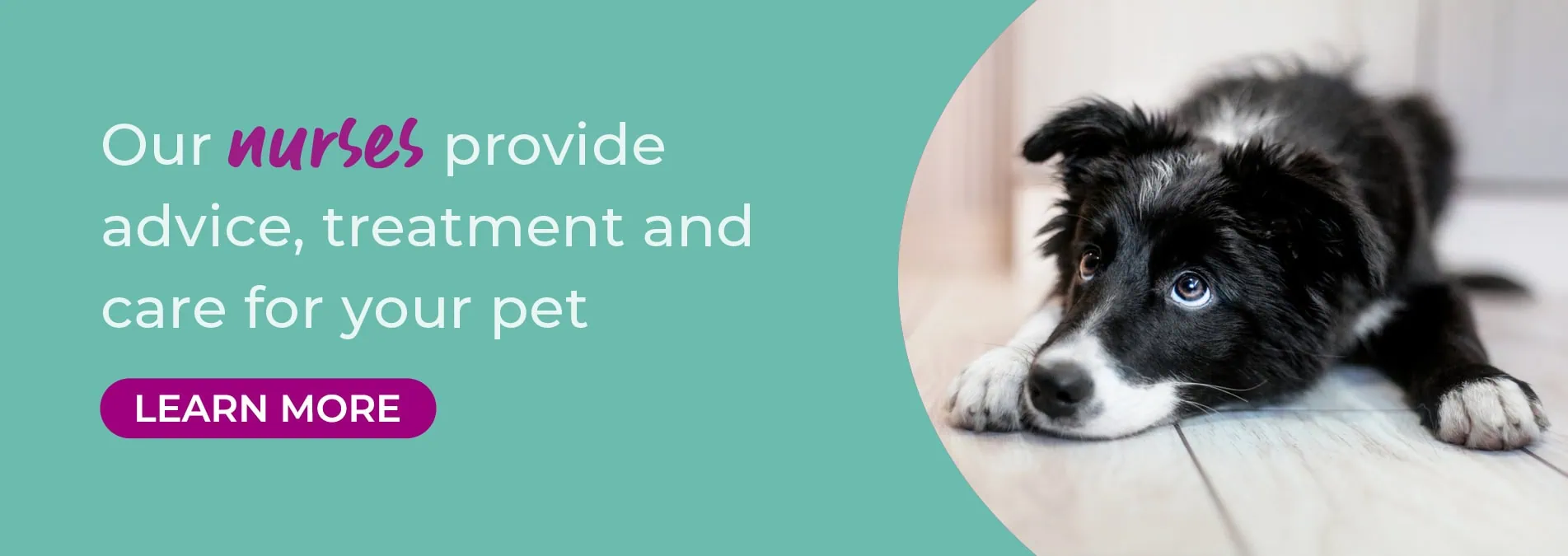 St Clair Veterinary Group – animal hospital in Kirkcaldy, Fife